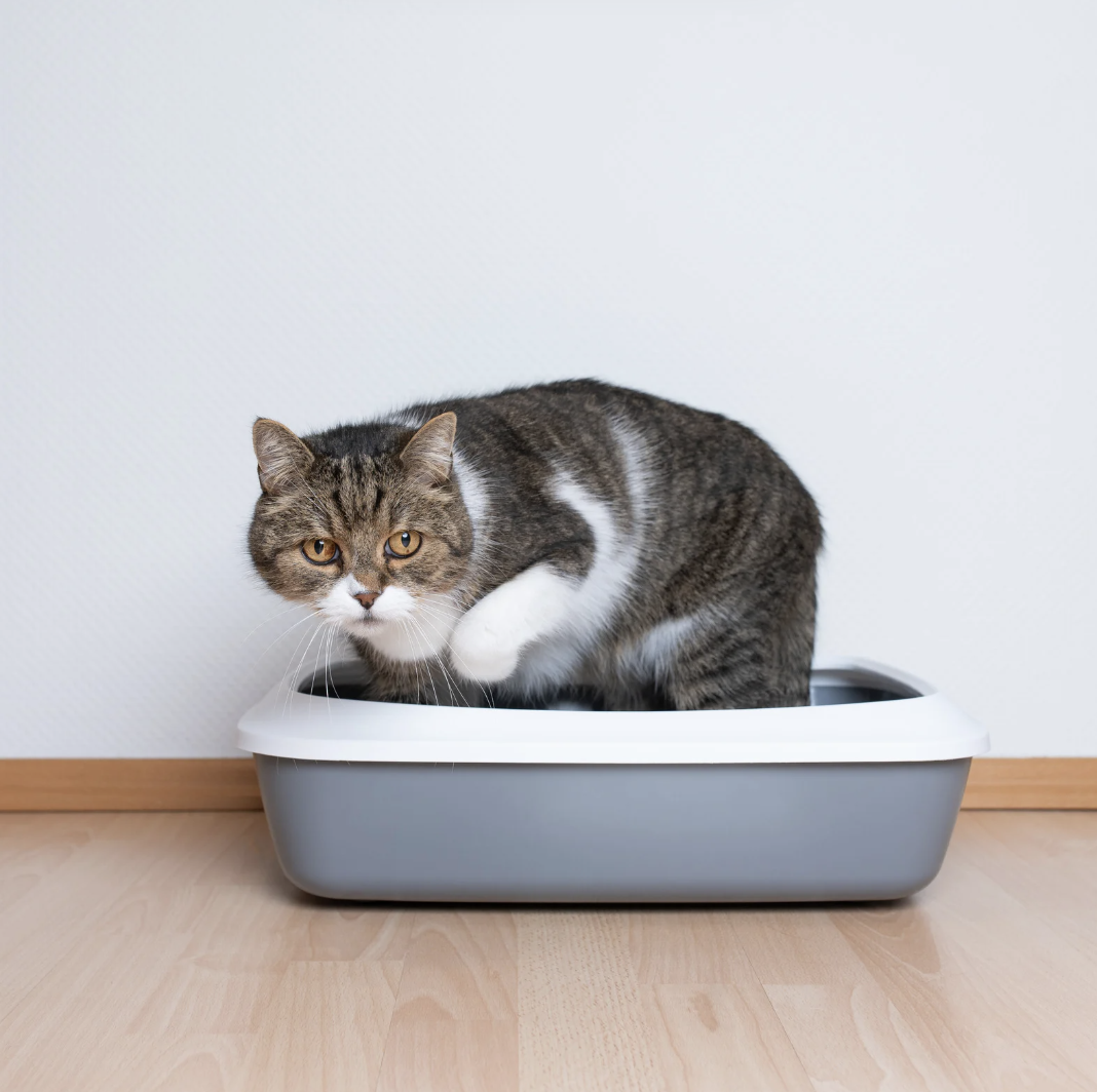Chat anxieux et litière
