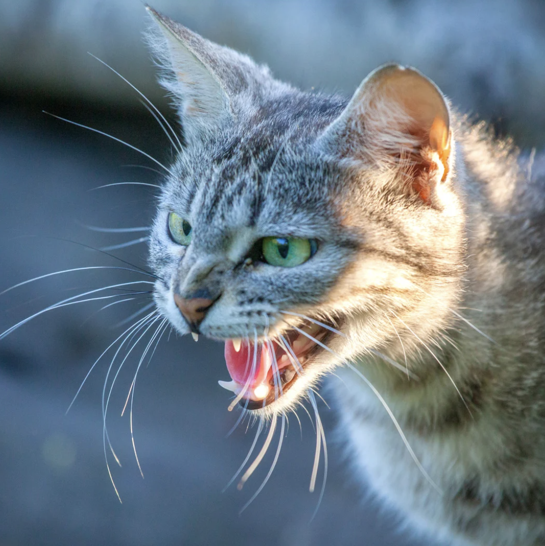 Chat qui griffe