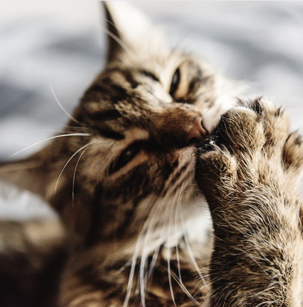 Chat anxieux qui se lèche