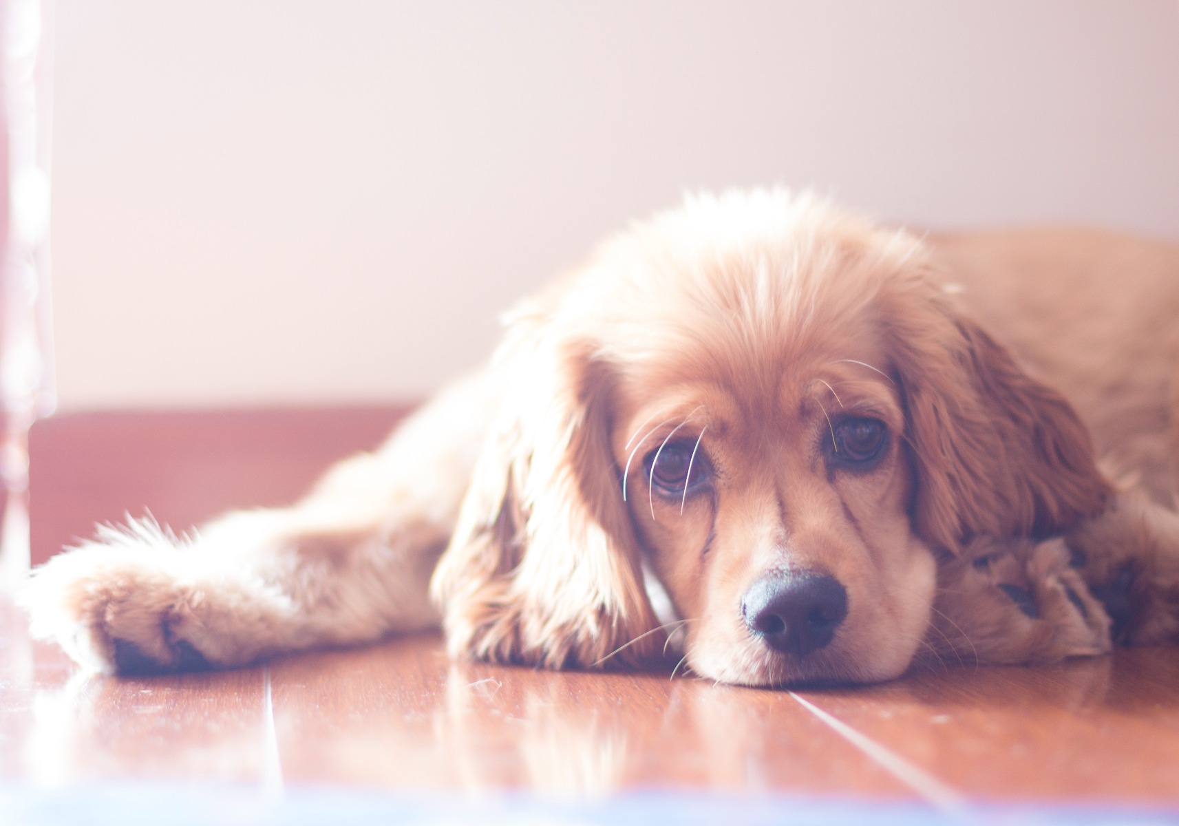 Article chien digestion