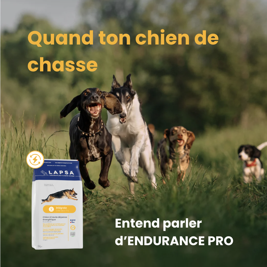 Chien de chasse en action