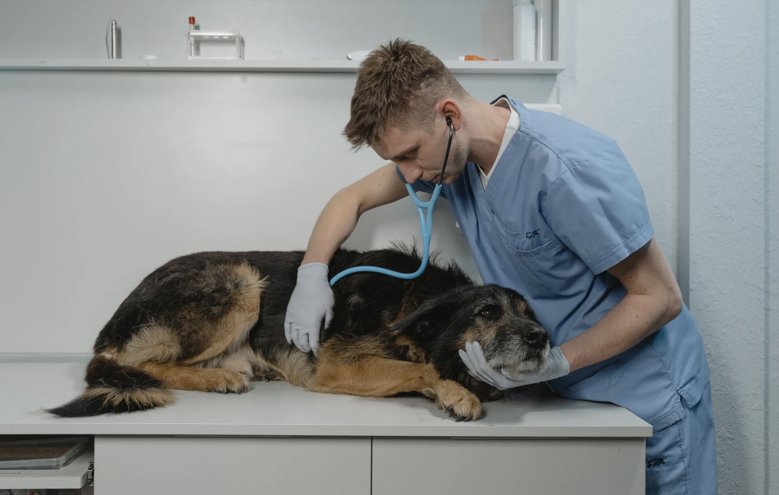 Chien malade gastro