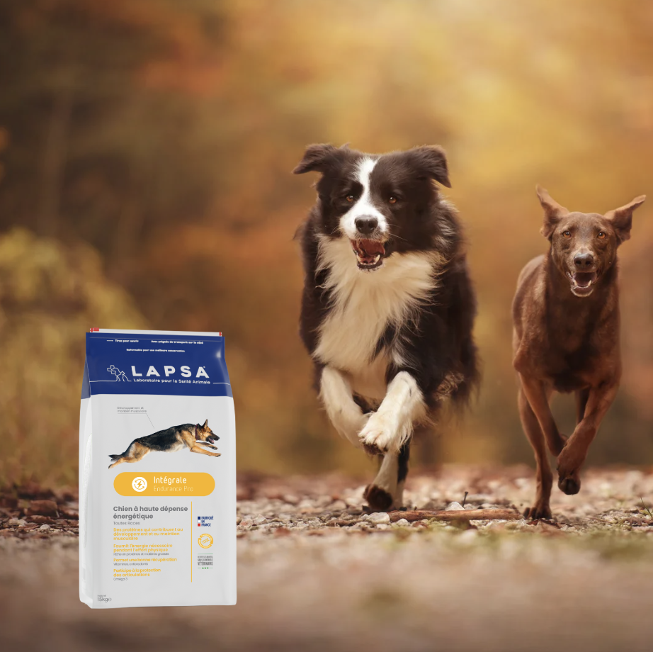 Chiens de chasse au travail