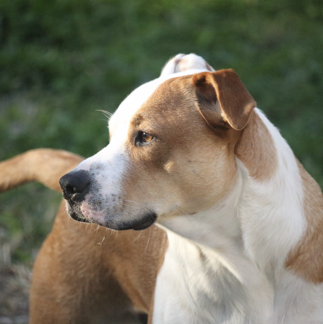 Chien avec posture angoissée