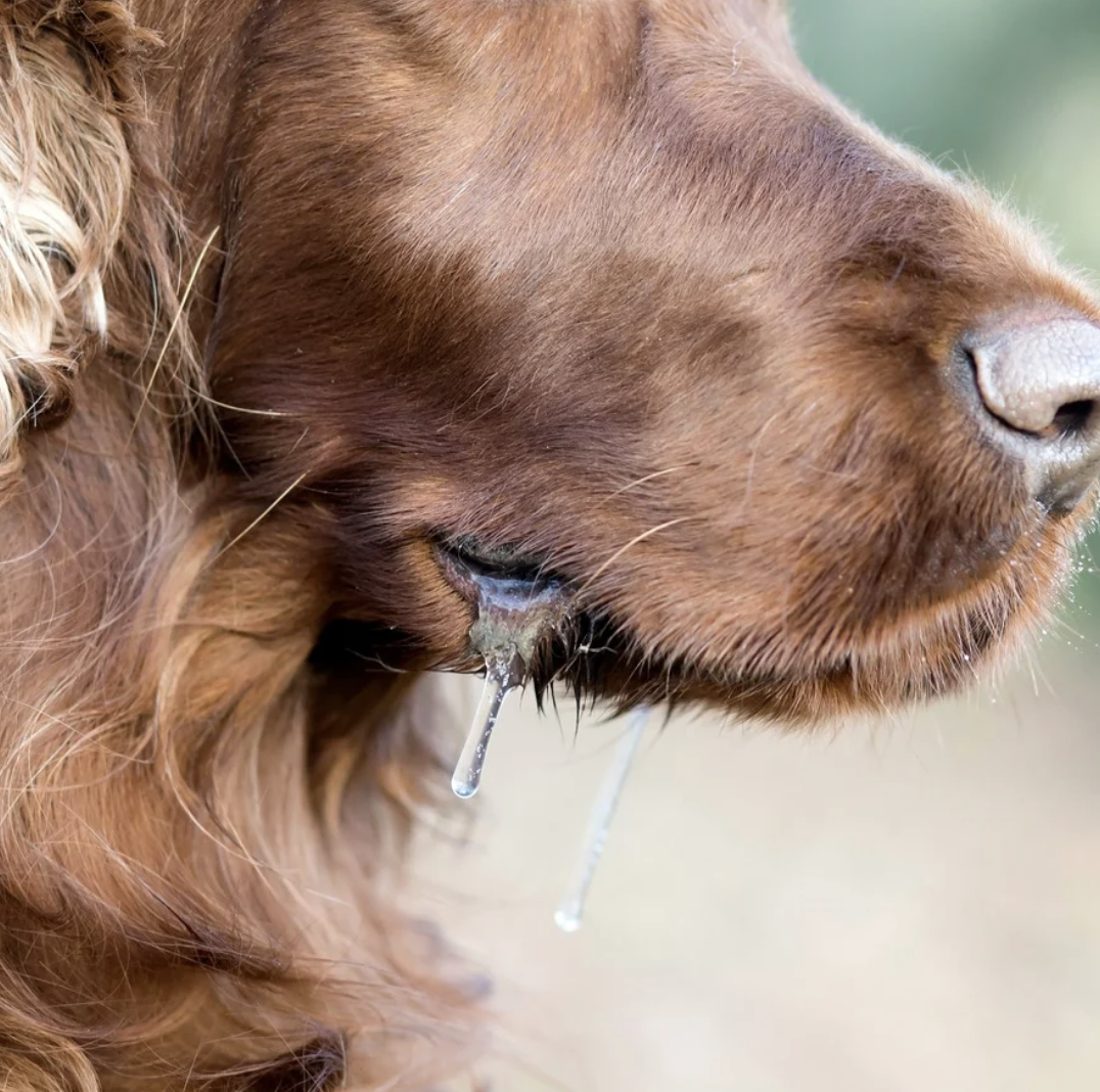 Chien stressé qui bave