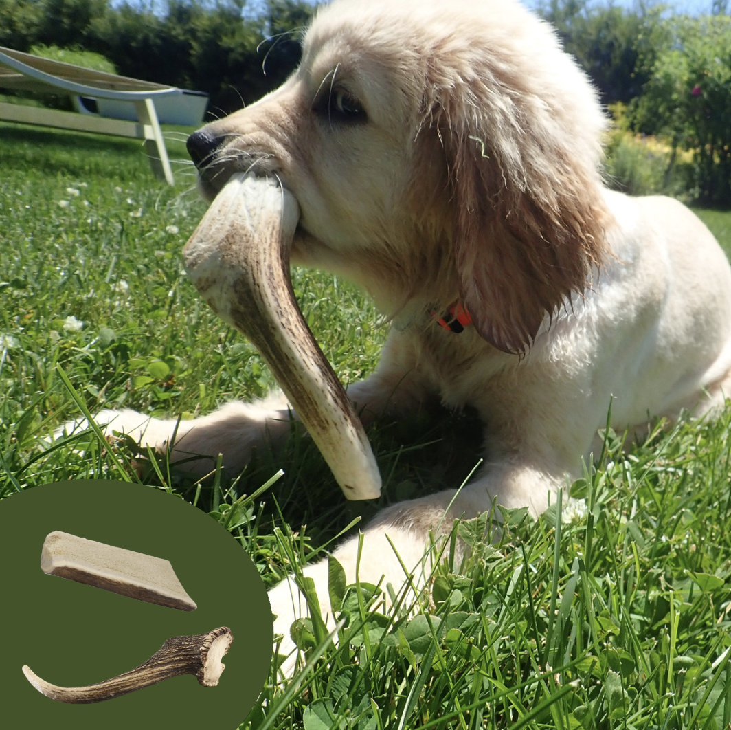 Chien bois de cerf