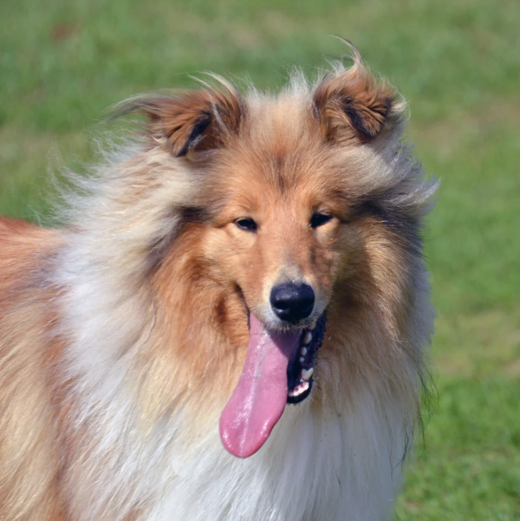 Chien en hyperthermie