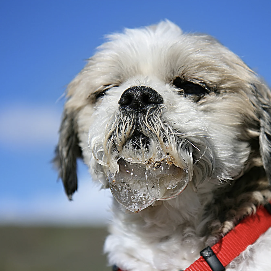 Chien en hyperthermie