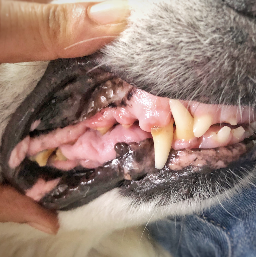 Chien en hyperthermie