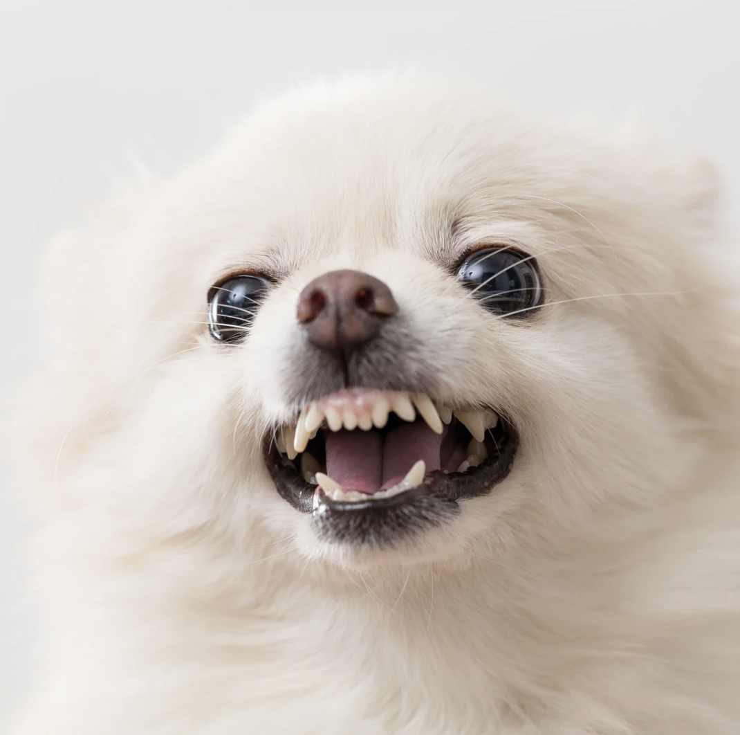 Chien qui tourne en rond