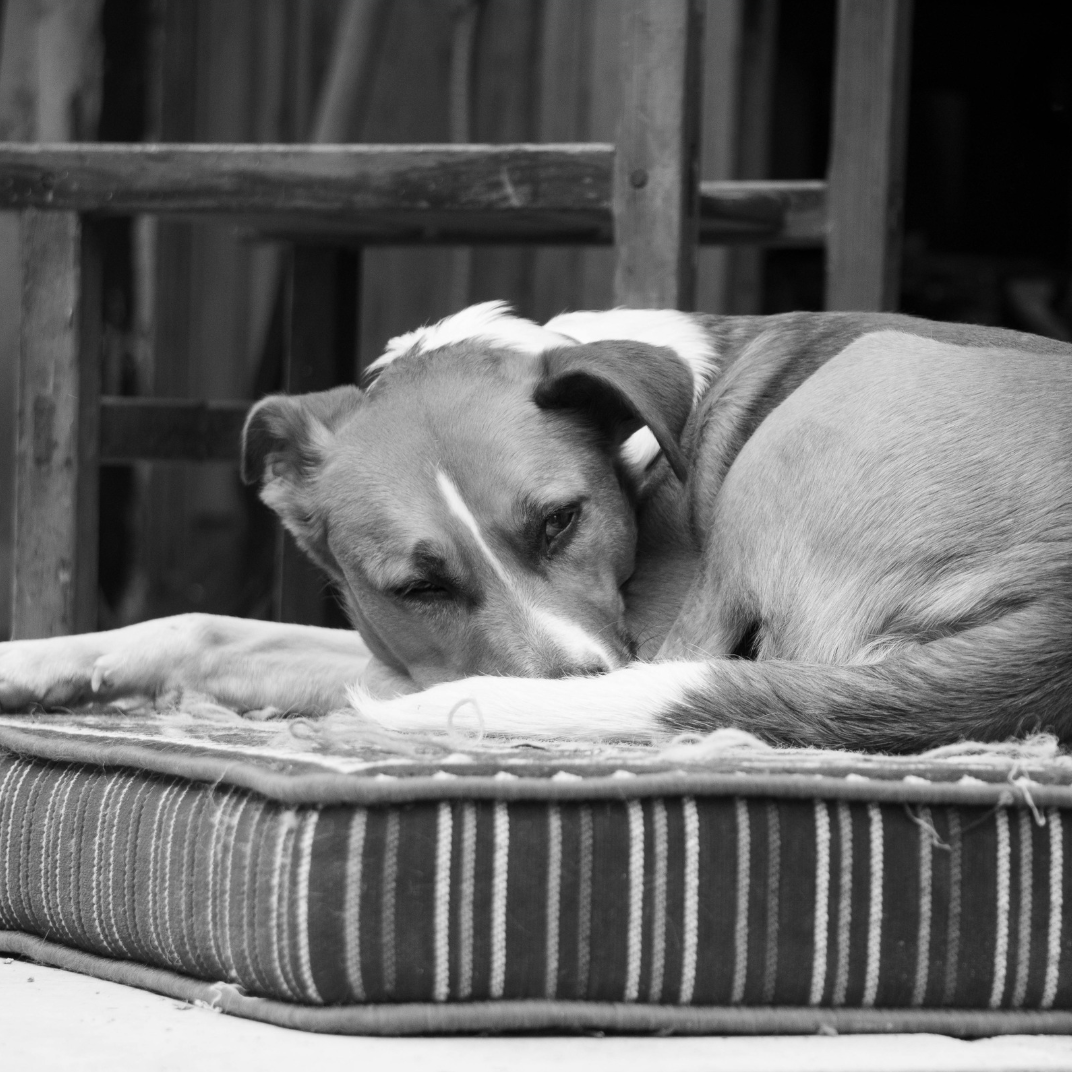 Chien en hyperthermie