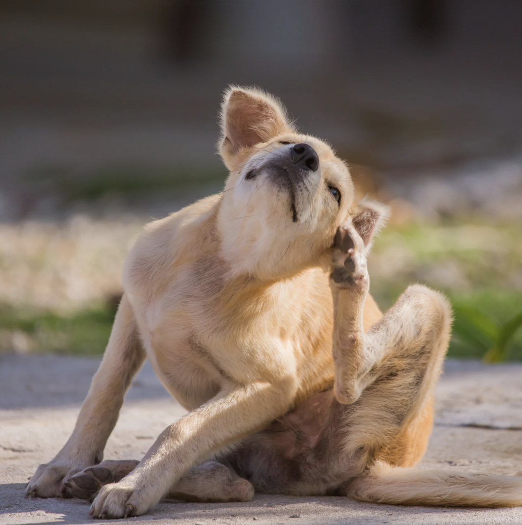 Chien qui se gratte