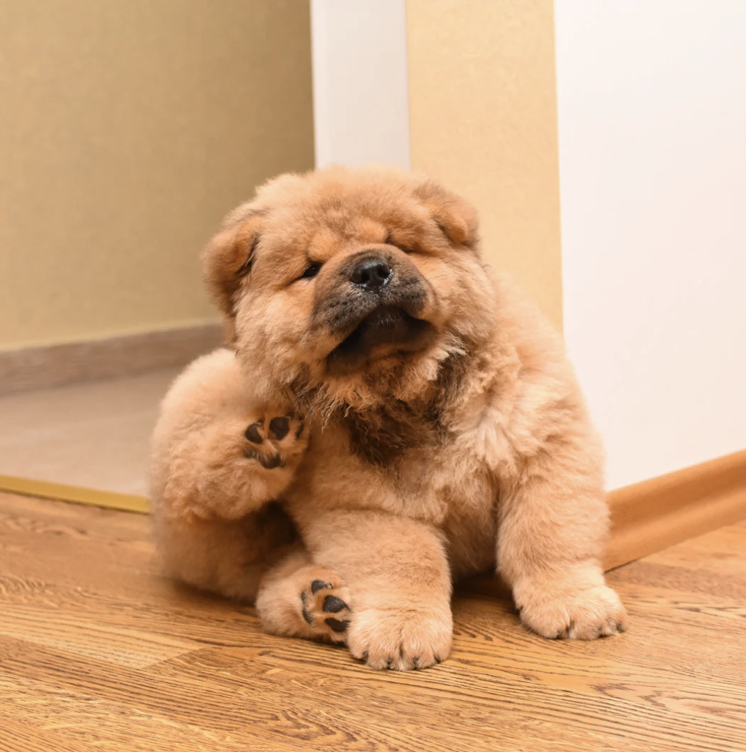 Chien allergique
