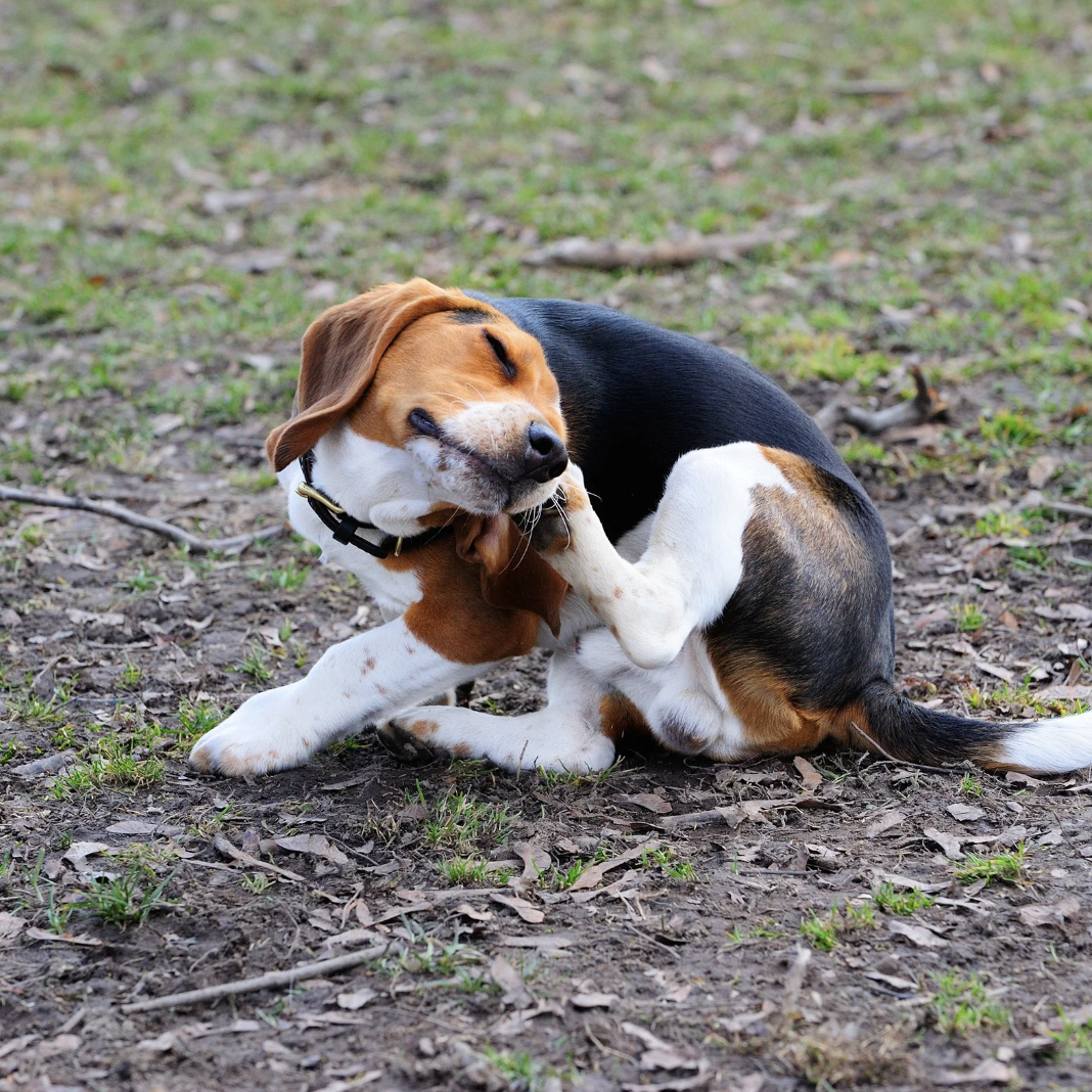 Chien allergique