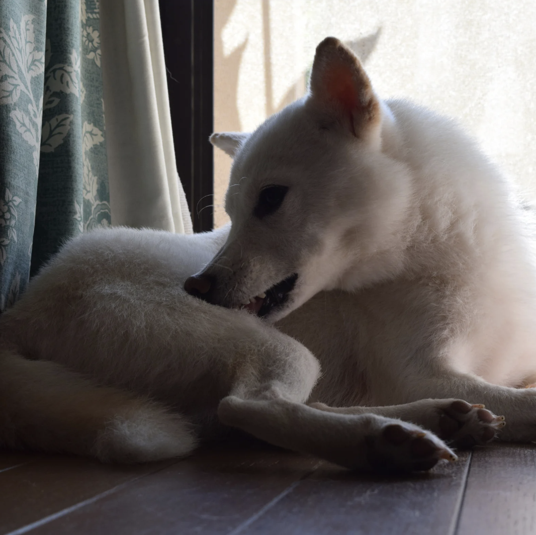Chien avec comportement compulsif