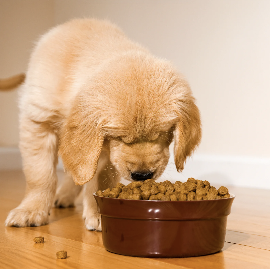 Chien qui refuse de manger