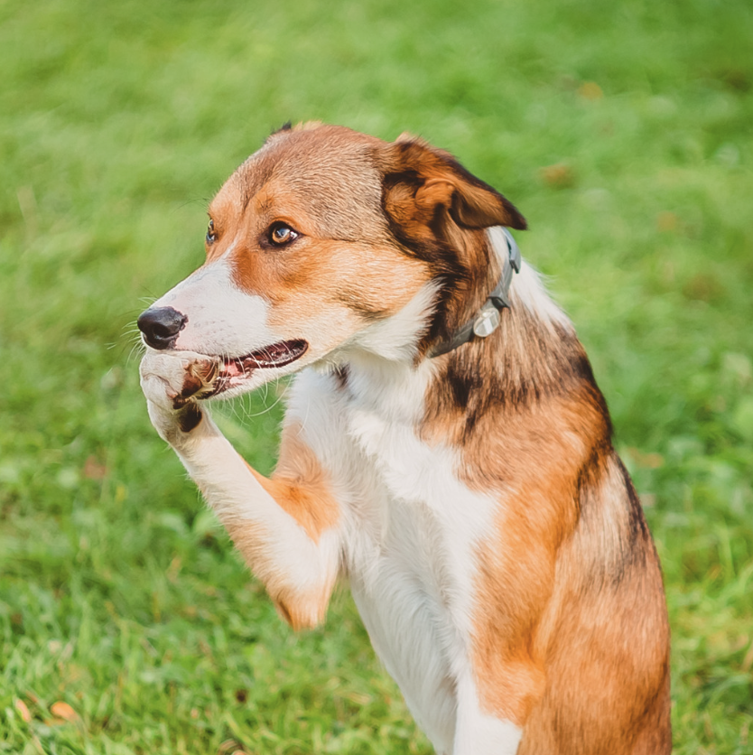 Chien qui se lèche la patte