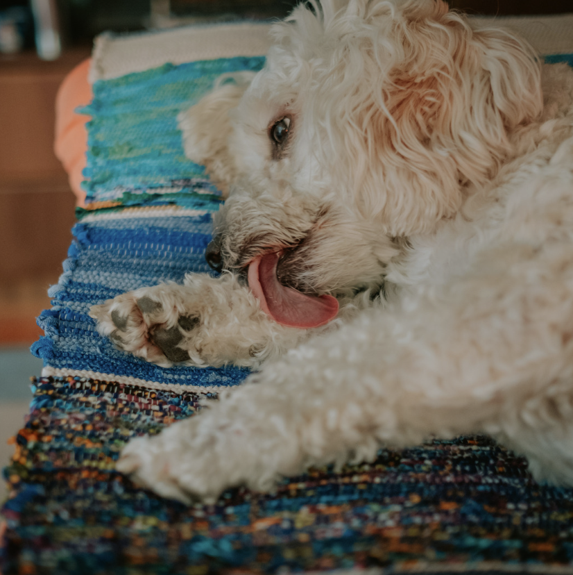 Chien qui se lèche la patte
