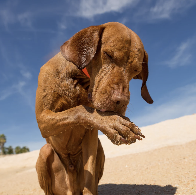 Chien qui se lèche la patte