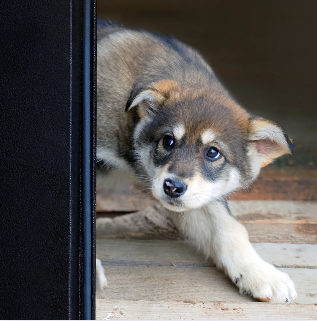 Chien en position de soumission