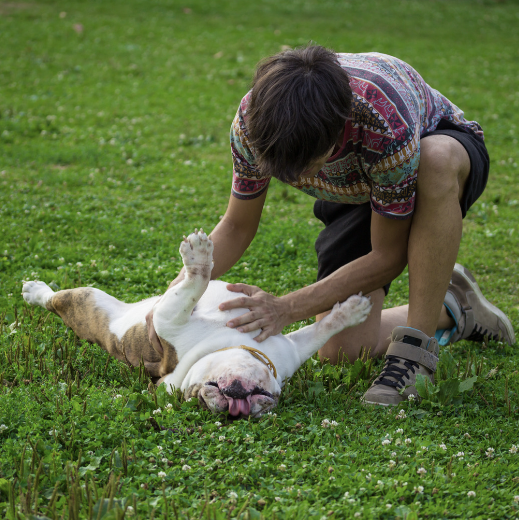 Chien en hyperthermie