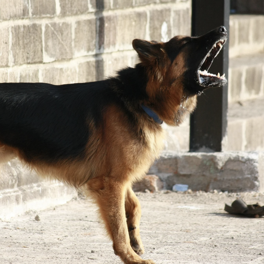 Chien en alerte