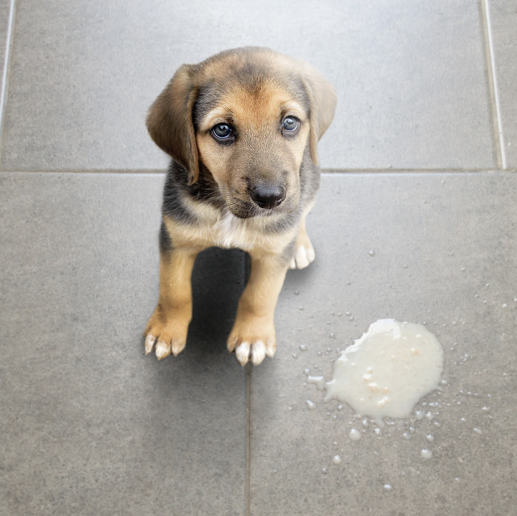 Chien avec troubles digestifs