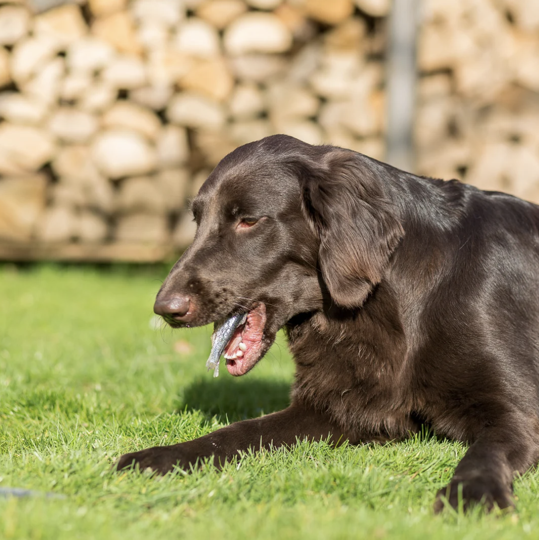 Chien vomissant