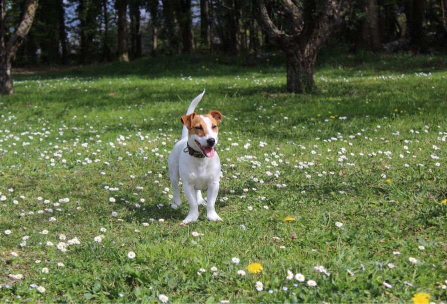 chiot jack russel