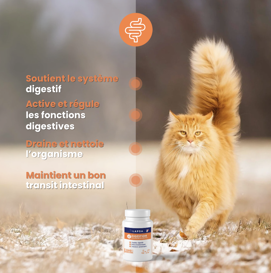 Système digestif du chat