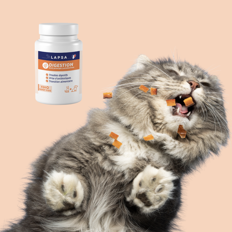 Chat avec troubles digestifs