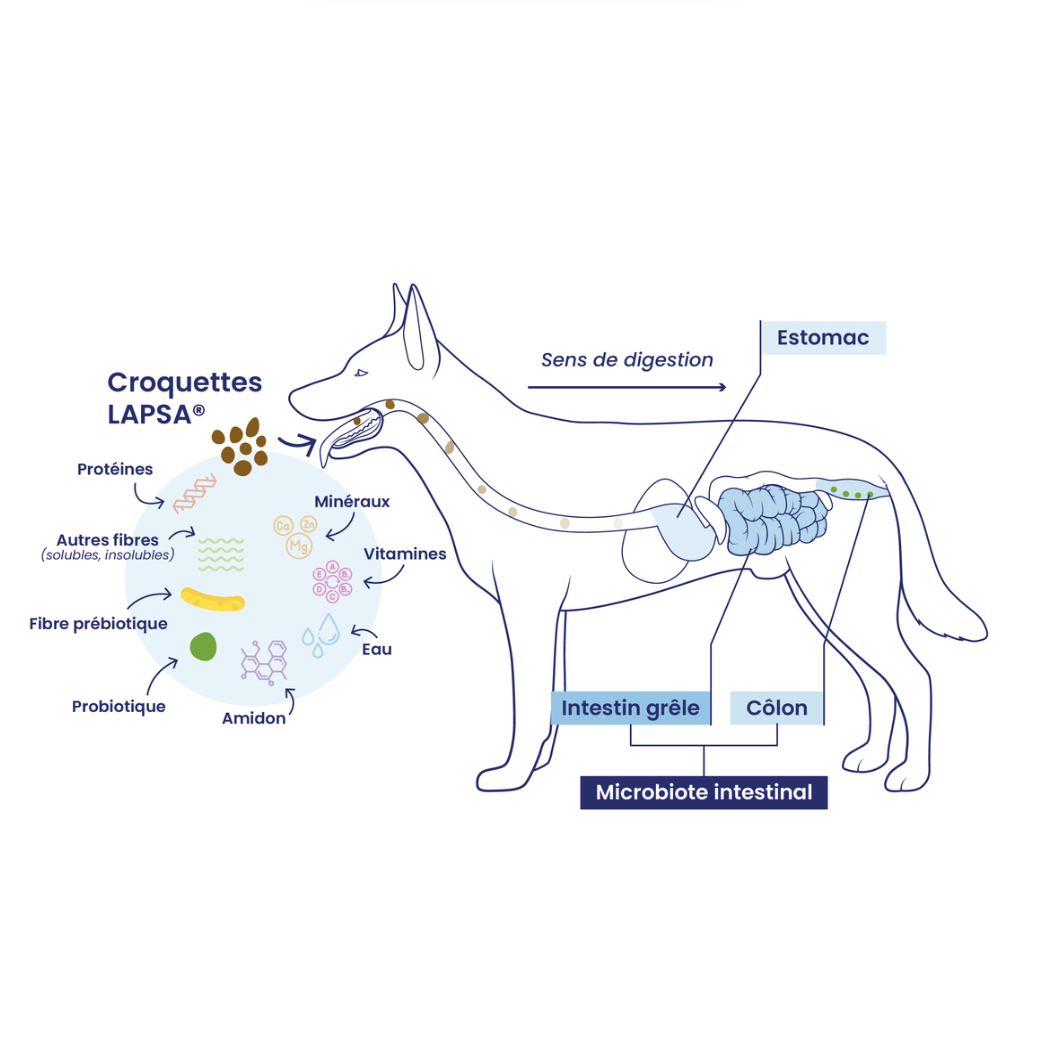 Processus de digestion chez le chien