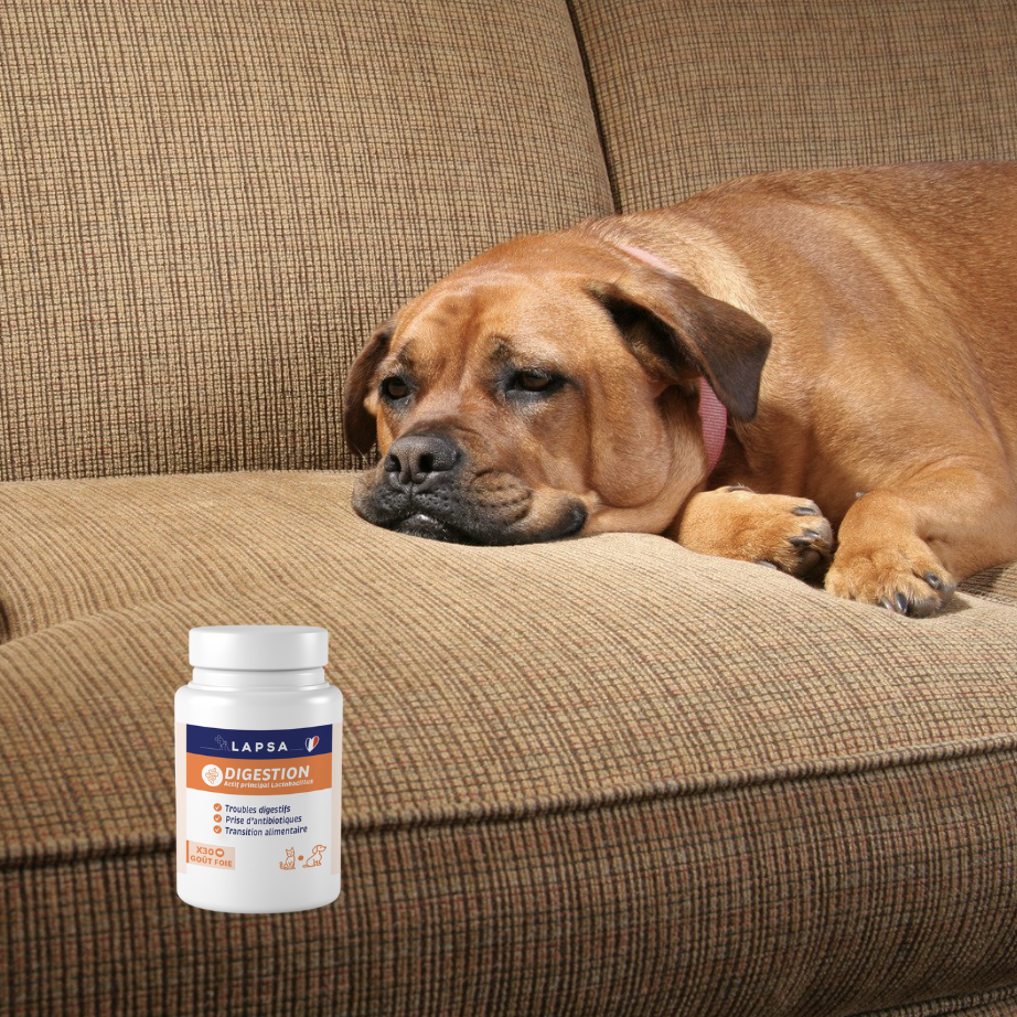 Chien malade avec complément