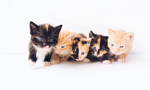 chat famille nombreuse
