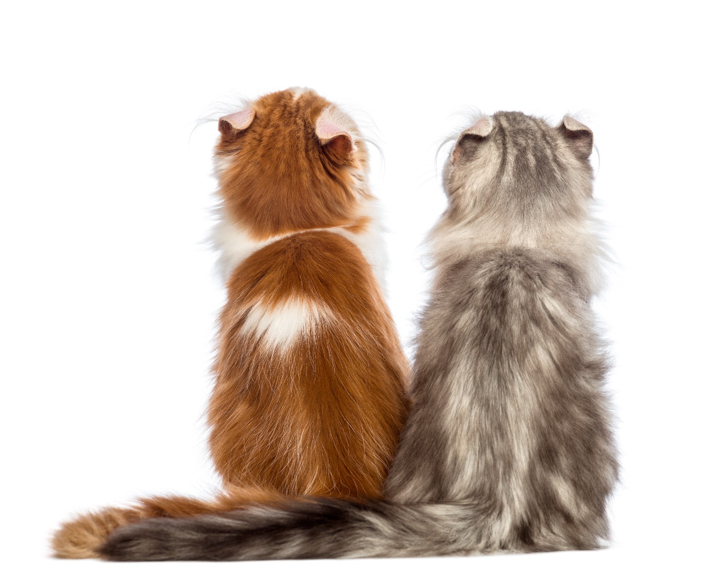 Digestion difficile du chat Article chat digestion