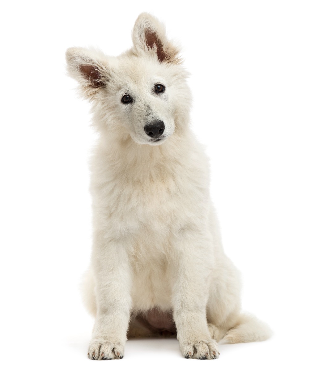 chien