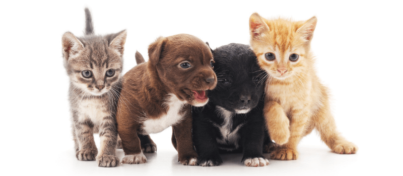 chiens et chats