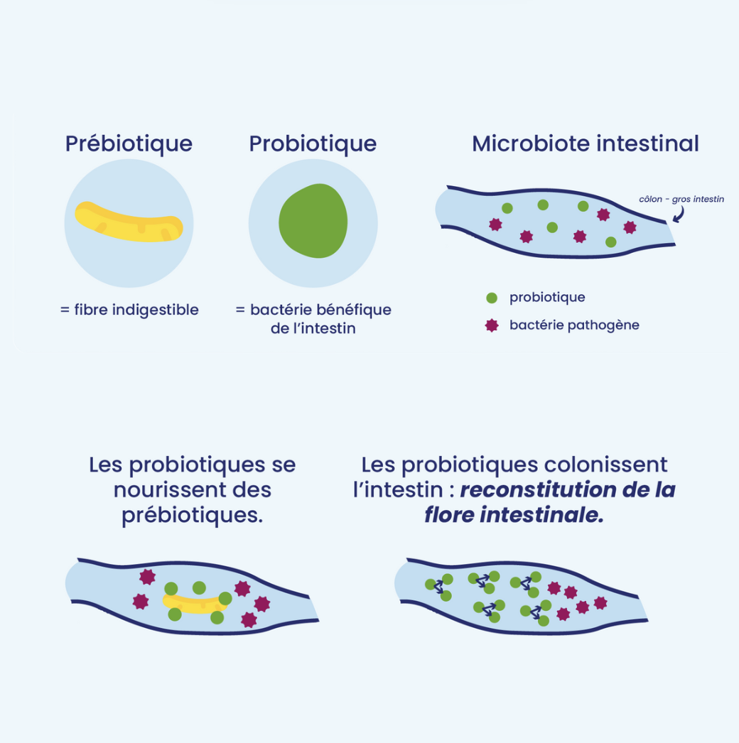 Probiotiques et prébiotiques pour la digestion du chien