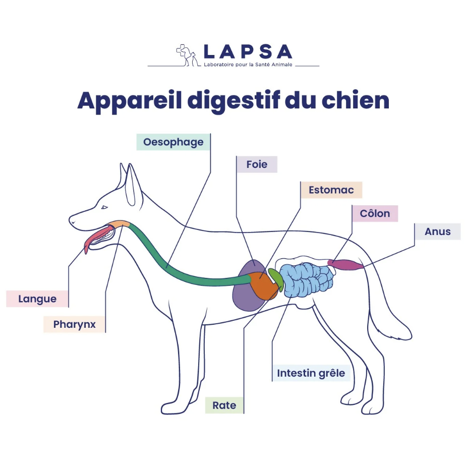 Schéma du système digestif