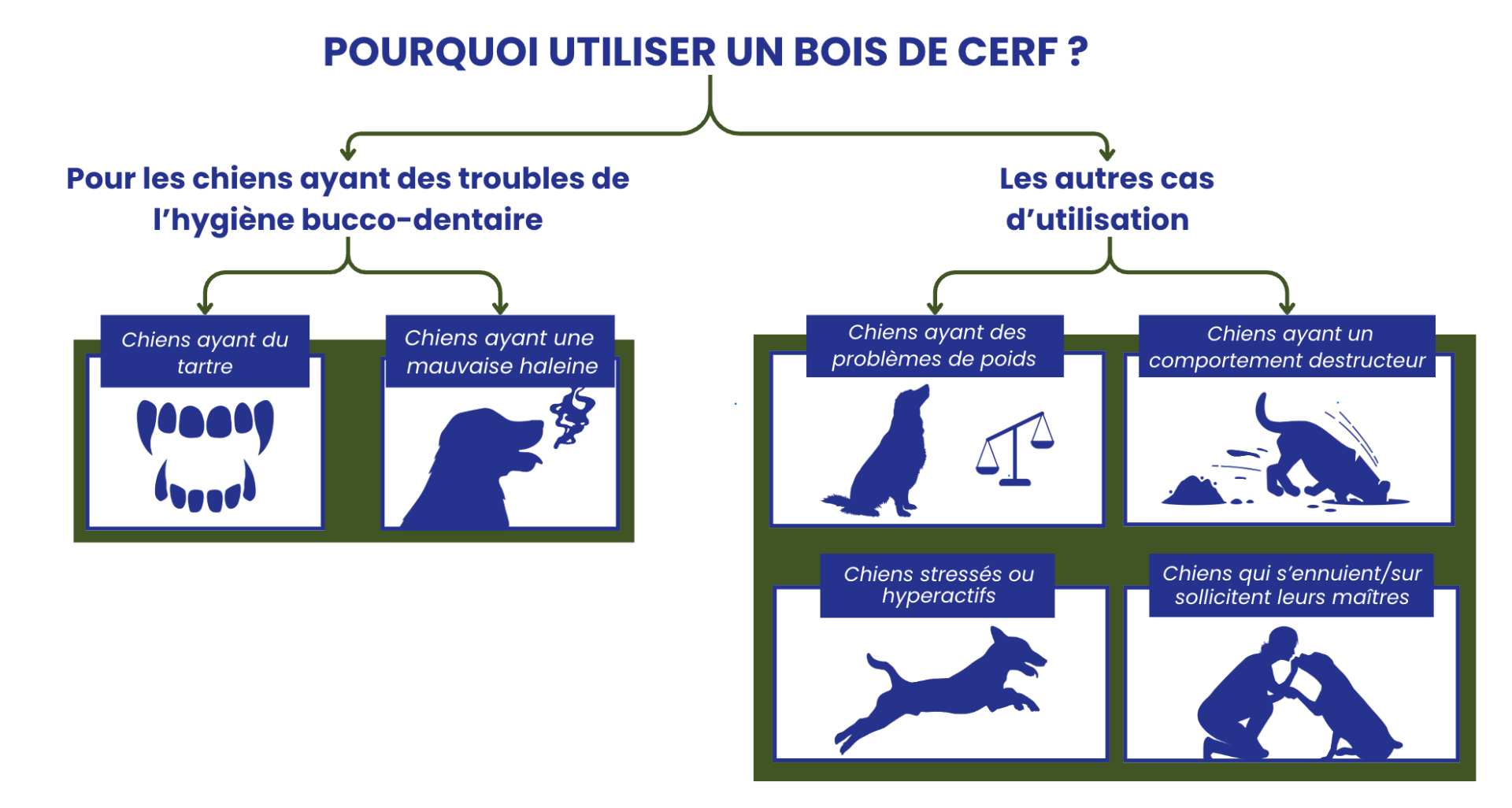 Conseils bois de cerf