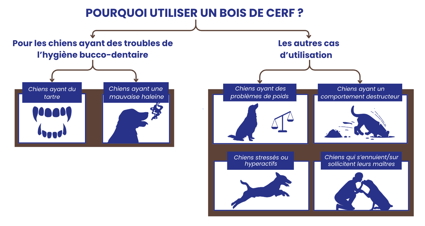 Conseils bois de cerf