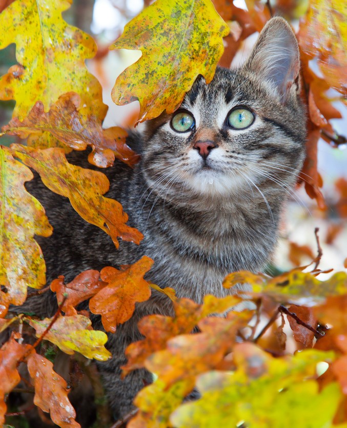 Chat dans les feuilles d'automne