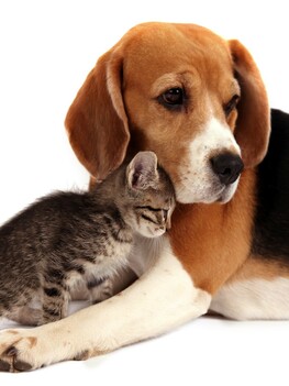 article chien toxique