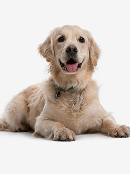 article chien toxique
