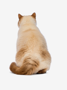 Chat obèse Article chat obèse