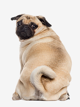 article chien obese