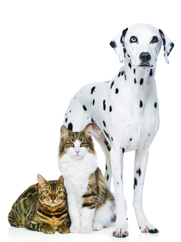 Article déconfinement chiens et chats Déconfinement chiens et chats