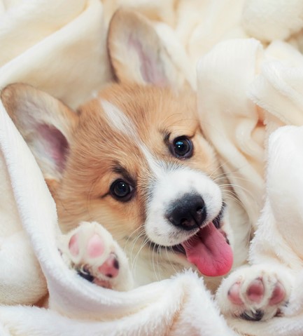 chiot couverture